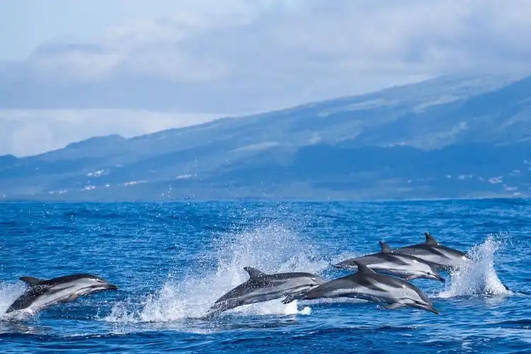 Excursie Walvissen zien op de Azoren